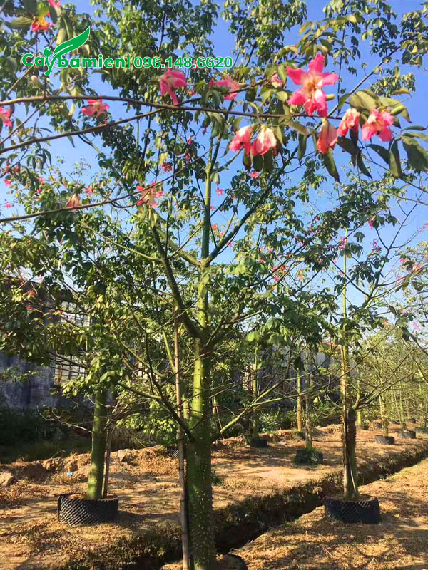 Cây Mỹ Nhân trồng lâu năm đường kính gốc trên 20