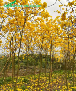 Vườn cây phong linh vàng công trình đường kính gốc 10cm