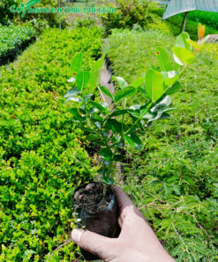 Cây giống Si Rô cao 30cm