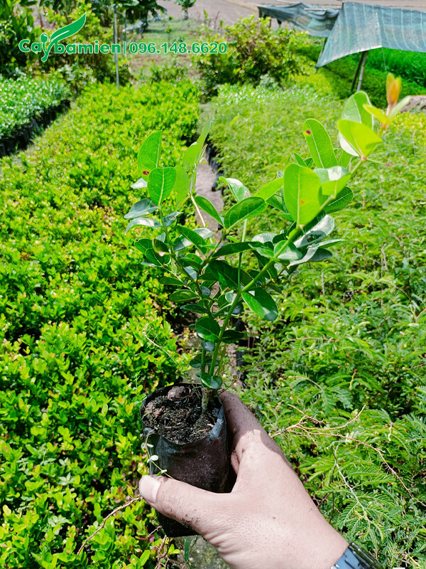 Cây giống Si Rô cao 30cm