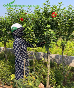 Dâm Bụt thóa thân cao 1m, hoa đỏ cánh đơn