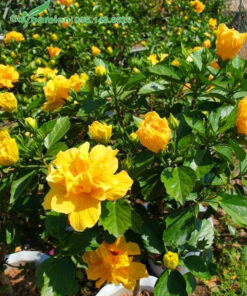 Hoa Dâm Bụt vàng cánh kép