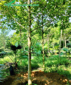 Vườn nuôi trồng cây Hoàng Lan lâu năm đường kính gốc 13cm