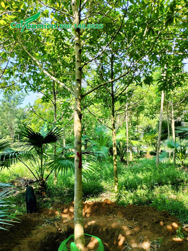 Vườn nuôi trồng cây Hoàng Lan lâu năm đường kính gốc 13cm