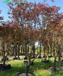 Vườn cây công trình phong lá đỏ lâu năm