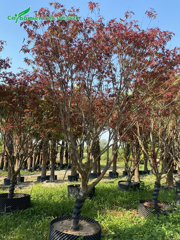 Vườn cây công trình phong lá đỏ lâu năm