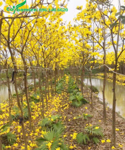 Hoa nở vàng rực cả vườn cây Phong Linh