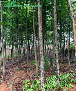 Sao đen đường kính gốc 10cm, đánh thẳng tại vườn