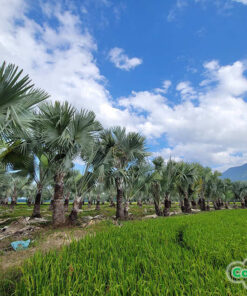 Kè Bạc trồng thành các rặng dài xanh mát