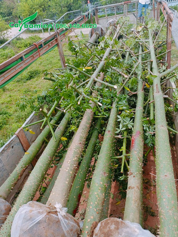 Những cây hoa Mỹ Nhân cao 6 - 7m xếp trên thùng xe đầu kéo