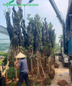 Công nhân đang xếp gọn những cây hoa mộc lan công trình cao hơn 3m