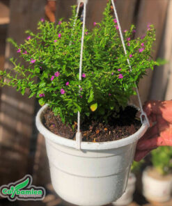 Cẩm tú mai trồng trong chậu treo