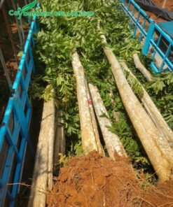 Xe bằng lăng rừng lâu năm, chiều cao 7 - 8m