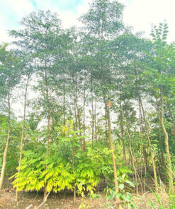 Vườn Chiêu Liêu với những thân cây cao, thẳng, tán đều