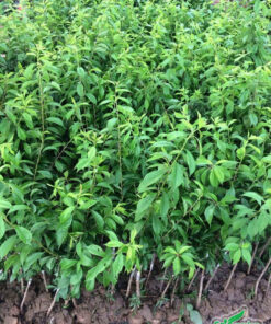Giá cây mận giống rất rẻ, chỉ vài chục nghìn đồng