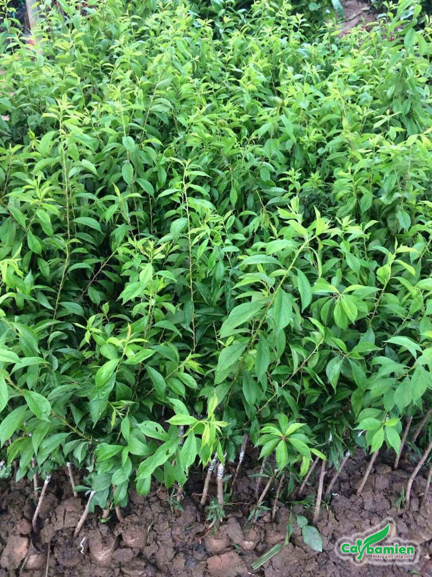 Giá cây mận giống rất rẻ, chỉ vài chục nghìn đồng