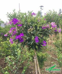 Cây mua Úc tán nhỏ đã cho nhiều hoa, bông hoa to