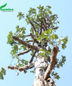 Cây tai chua trồng lâu năm, đã phân tán cành tốt, khỏe