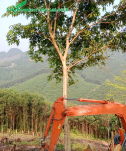 Dùng máy múc để khoanh bầu cây bằng lăng rừng