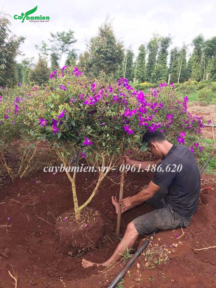 Bứng cây Mua Úc hoa tím để kích thước bầu đẹp
