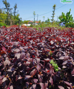 Cây trồng viền có tông màu đỏ tím độc đáo, nổi bật