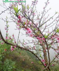 Cành hoa đào rừng khoe sắc