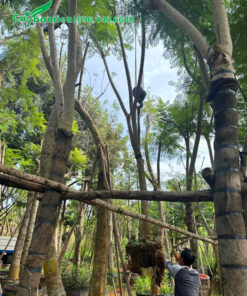 Cẩu cây Phượng Tím công trình dâm ủ lên xe