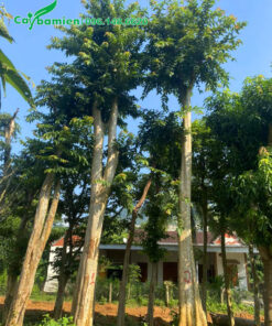 Cây cổ thụ, chiều cao 7m, đường kính gốc 40 - 50cm