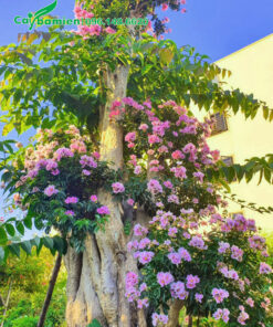 Bán cây bằng lăng rừng giá tốt, uy tín