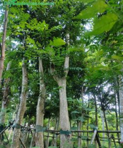 Thân cây bằng lăng rừng cao đến 5 - 6m