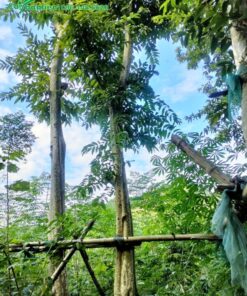 Cây tại vườn đều được dựng hàng rào để bảo vệ, tránh đổ gãy