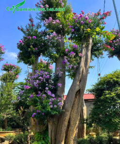 Cây Săng Lẻ ghép bằng lăng tím