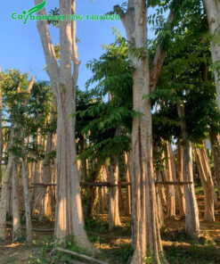 Dưỡng số lượng lớn cây bằng lăng rừng cổ thụ