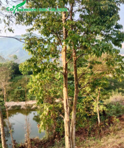 Rừng cây hoa bằng lăng lâu năm chiều cao 6m