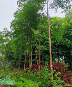 Chiêu Liêu trồng công trình có dáng cao, thân thẳng, tán lá sum suê