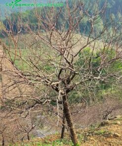 Thân cành khẳng khiu mang vẻ đẹp hoang sơ cho cây đào rừng