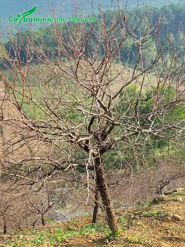 Thân cành khẳng khiu mang vẻ đẹp hoang sơ cho cây đào rừng