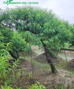 Đào rừng cảnh tạo dáng nghiêng độc đáo, cây chưa vuốt lá