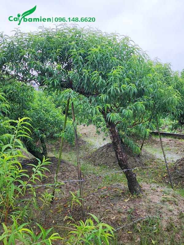 Đào rừng cảnh tạo dáng nghiêng độc đáo, cây chưa vuốt lá