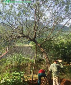 Công nhân đang bứng bầu một cây đào rừng cổ thụ cao 5m