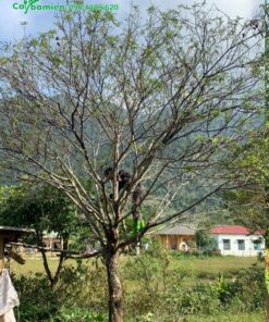 Đào rừng trồng lâu năm gốc 20cm