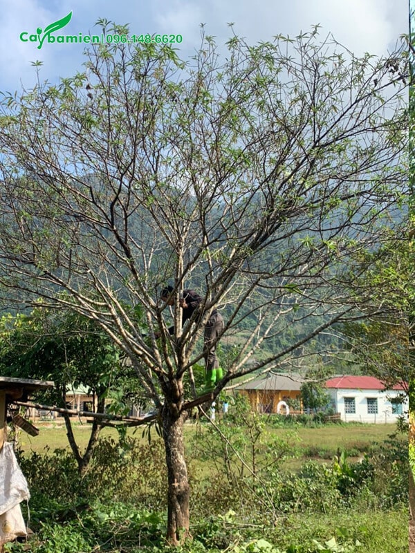 Đào rừng trồng lâu năm gốc 20cm