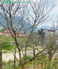 Cây đào trong khu vườn trồng tại Sơn La