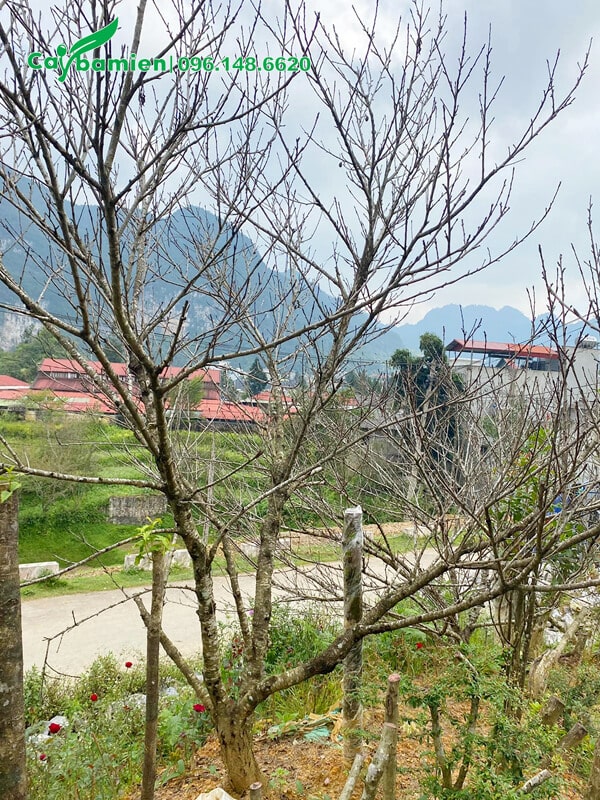 Cây đào trong khu vườn trồng tại Sơn La