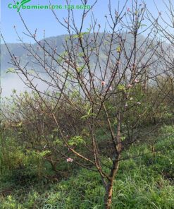 Vườn đào rừng ở Mộc Châu đang vào độ nở hoa