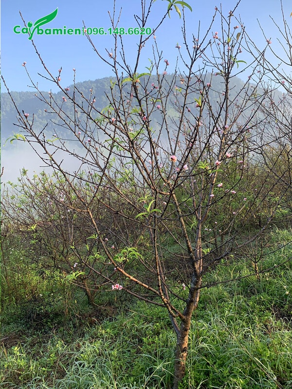 Vườn đào rừng ở Mộc Châu đang vào độ nở hoa