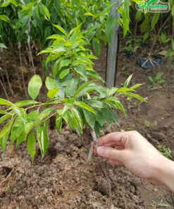 Cây con được trồng trong bầu, chiều cao khoảng 50cm