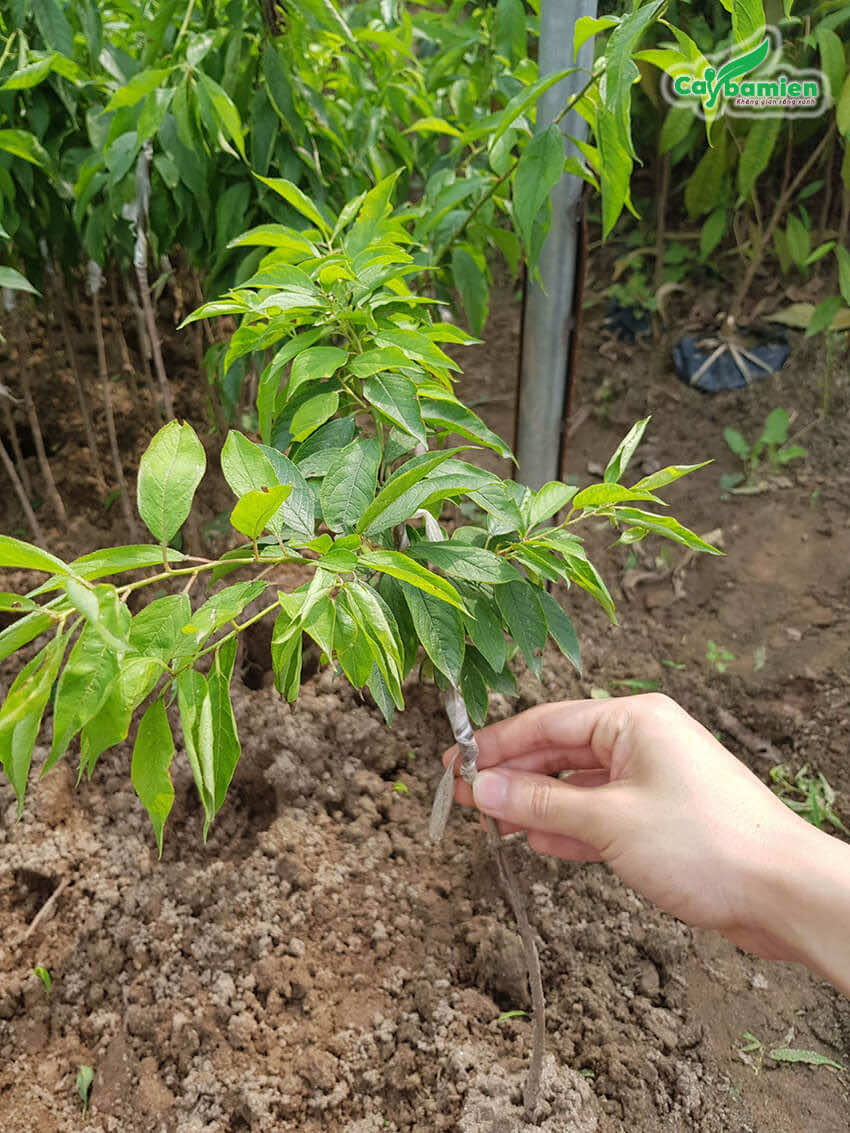 Cây con được trồng trong bầu, chiều cao khoảng 50cm