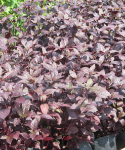 Cây giống trồng trong chậu, số lượng lớn