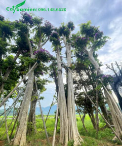 Cây Săng Lẻ cổ thụ cao lớn, đầu cành ghép tường vi